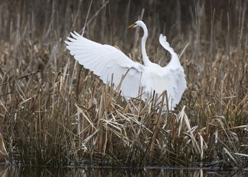 Great Egret