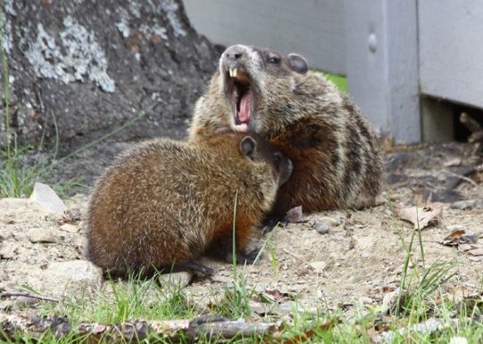 Groundhog and family