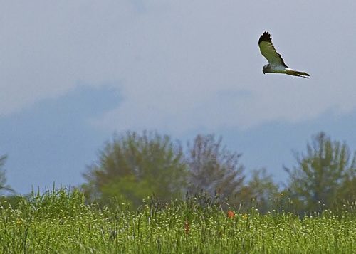 Northern Harrier