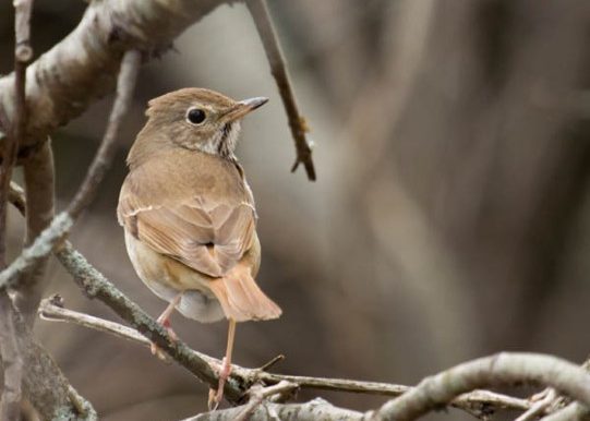 Hermit Thrush