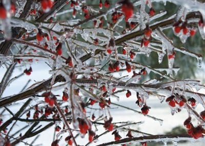 ice berries