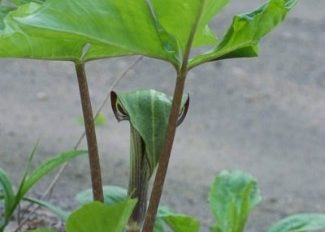 Jack in the Pulpit