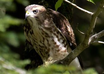 Juvenile Broad-winged Hawk