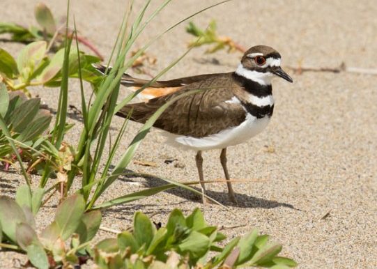 Killdeer