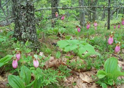 Camden Hills State Park Lady's Slippers