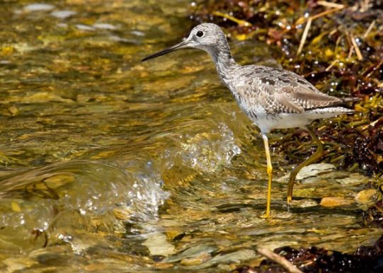 Lesser Yellowlegs