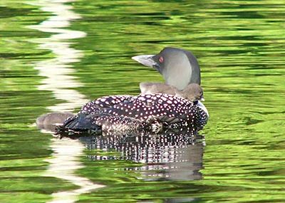 loon-and-babies