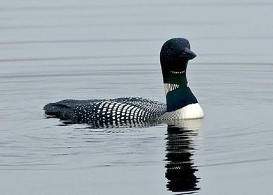 common-loon