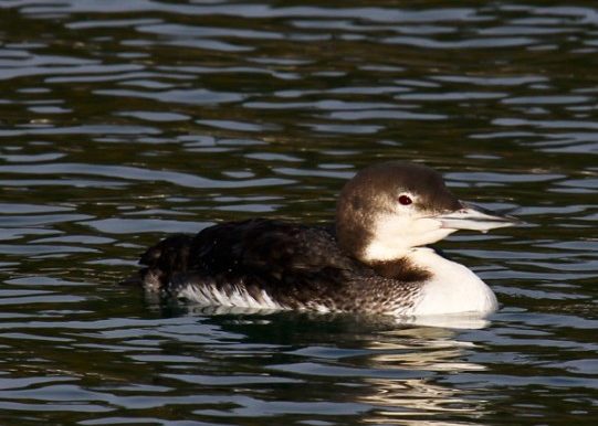 Loon with winter plumage