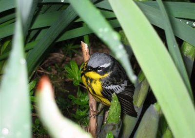 Magnolia Warbler