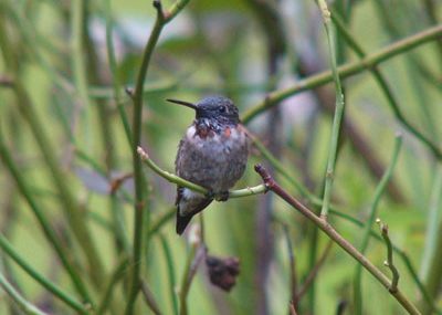 ruby-throated-hummingbird