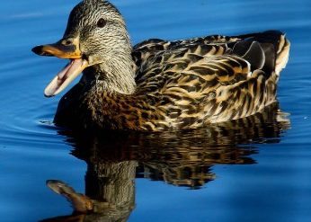 Mallard duck