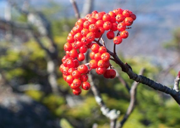 Mountain ash berries