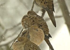 mourning-doves