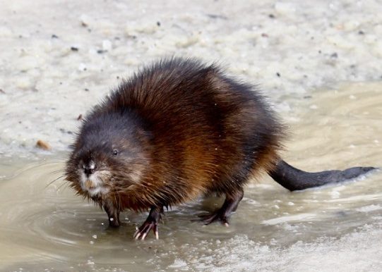 Muskrat