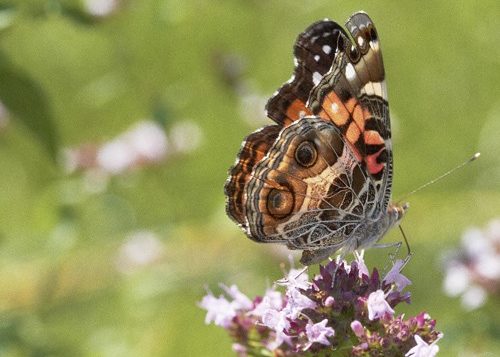 Painted Lady Butterfly