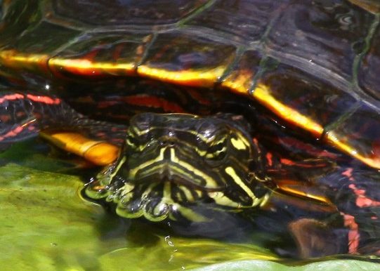 Painted turtle