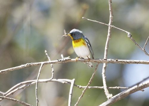 Northern Parula Warbler