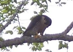 Peregrine Falcon