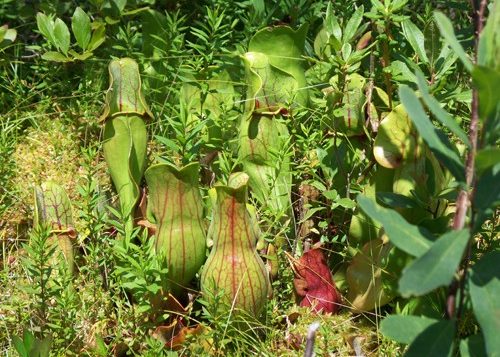 Pitcher Plant