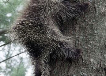 Porcupine