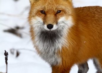 Red fox