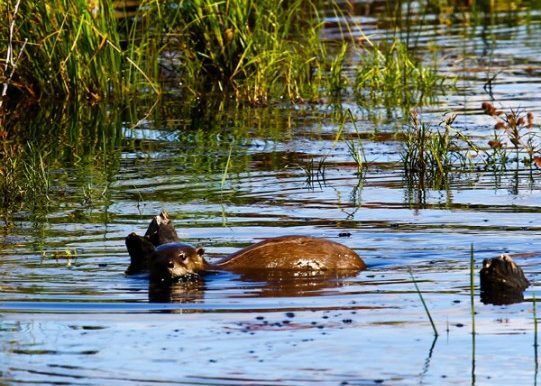 River otter