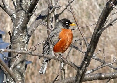 american-robin-wilton