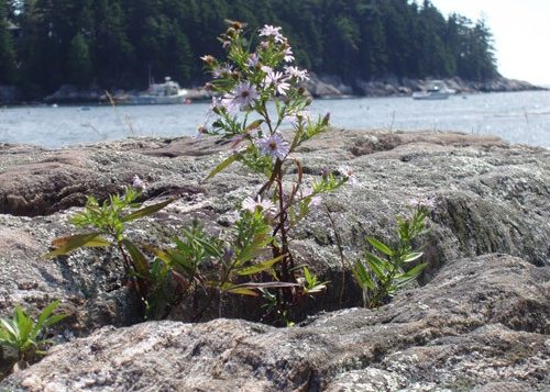 Rocks and Flowers, Five Islands