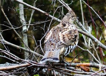 Ruffed Grouse