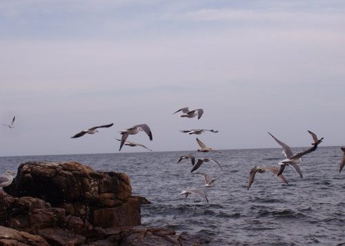 Gulls take flight