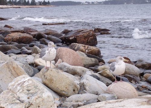 Gulls at Acadia