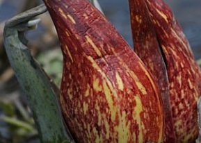 Skunk cabbage