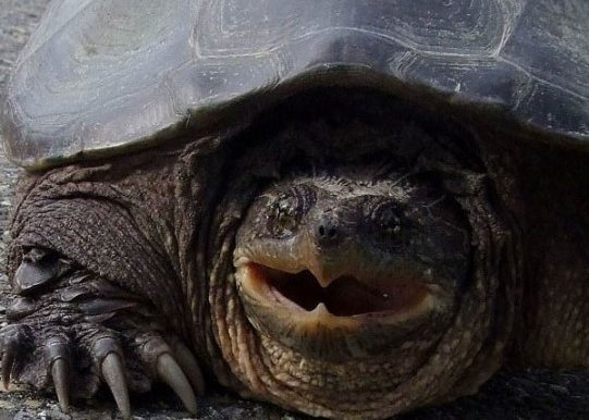 Snapping Turtle