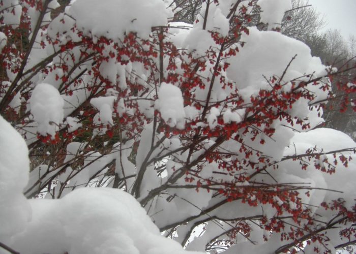 Berries in snow