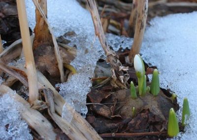 Snowdrop