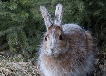 Snowshoe hare