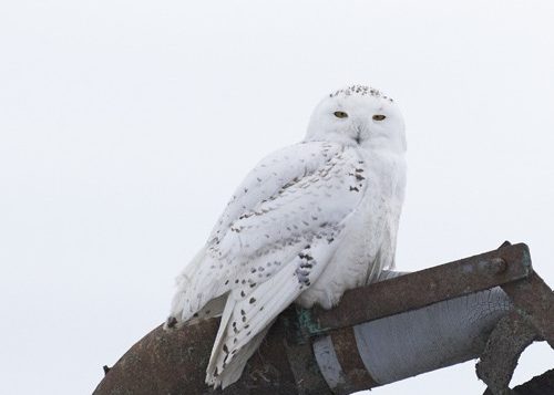 Snowy Owl