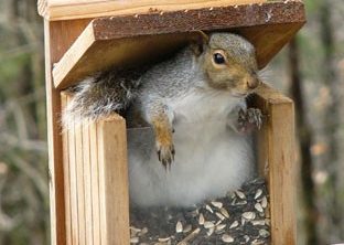 squirrel-feeder