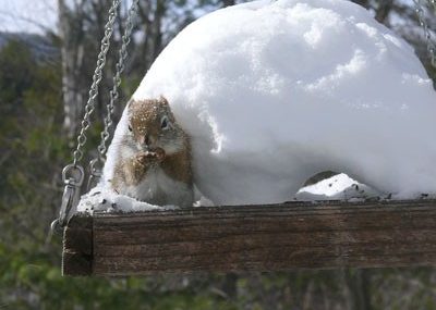 red-squirrel