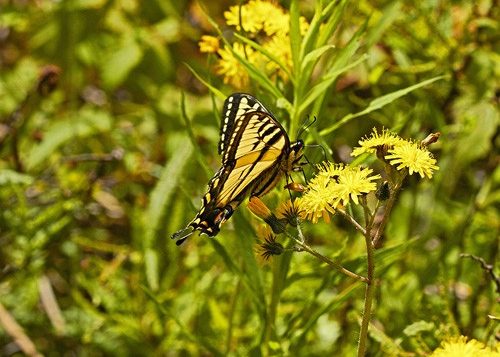 Tiger Swallowtail