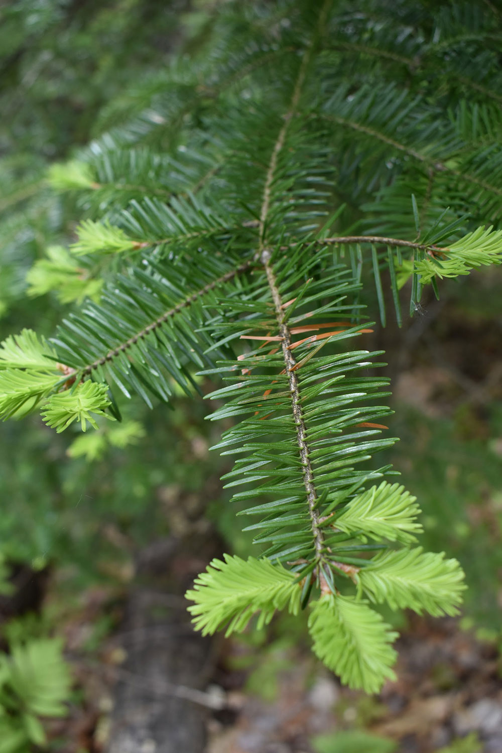 tree branch