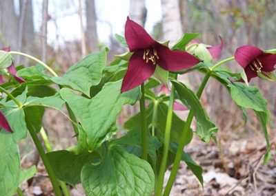 Trillium