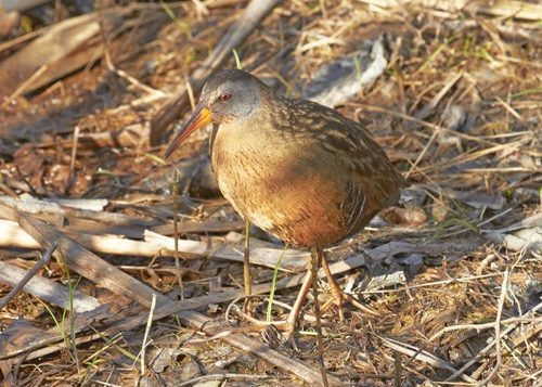 Virginia Rail