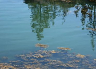 spruce and rockweed