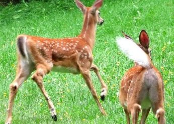 White-tailed deer