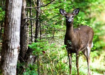 White-tailed deer doe