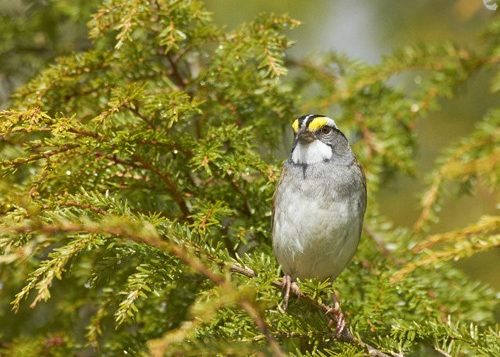 White-throated Sparrow