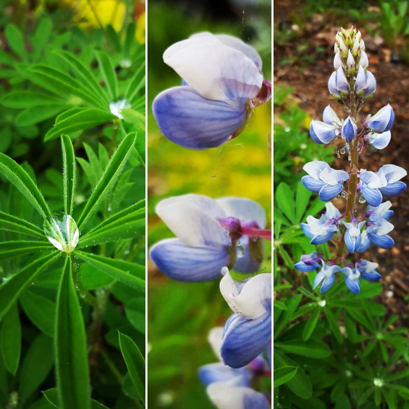 wild-lupine