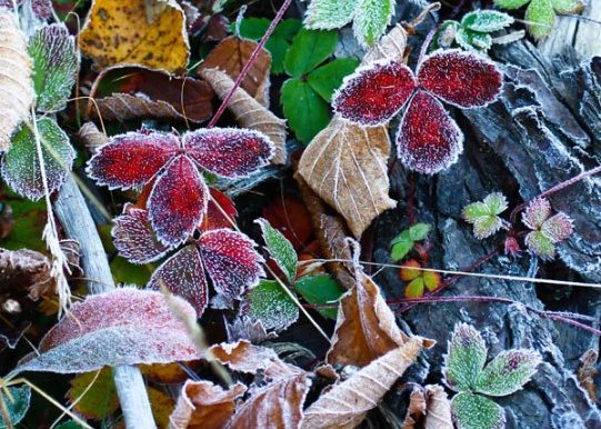 Wild strawberry